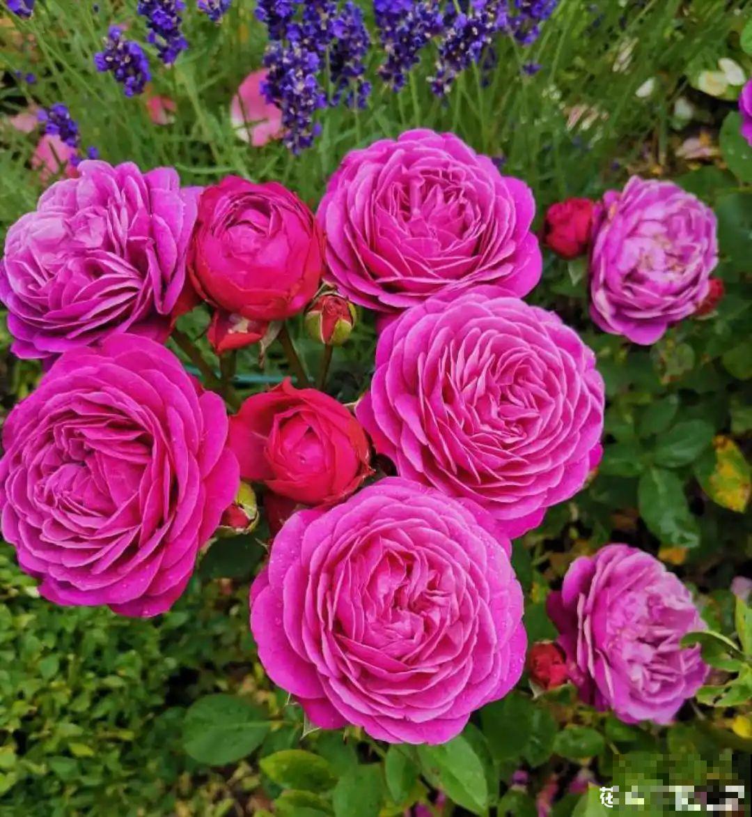 你在哪个城市，最适合养的花就是它！