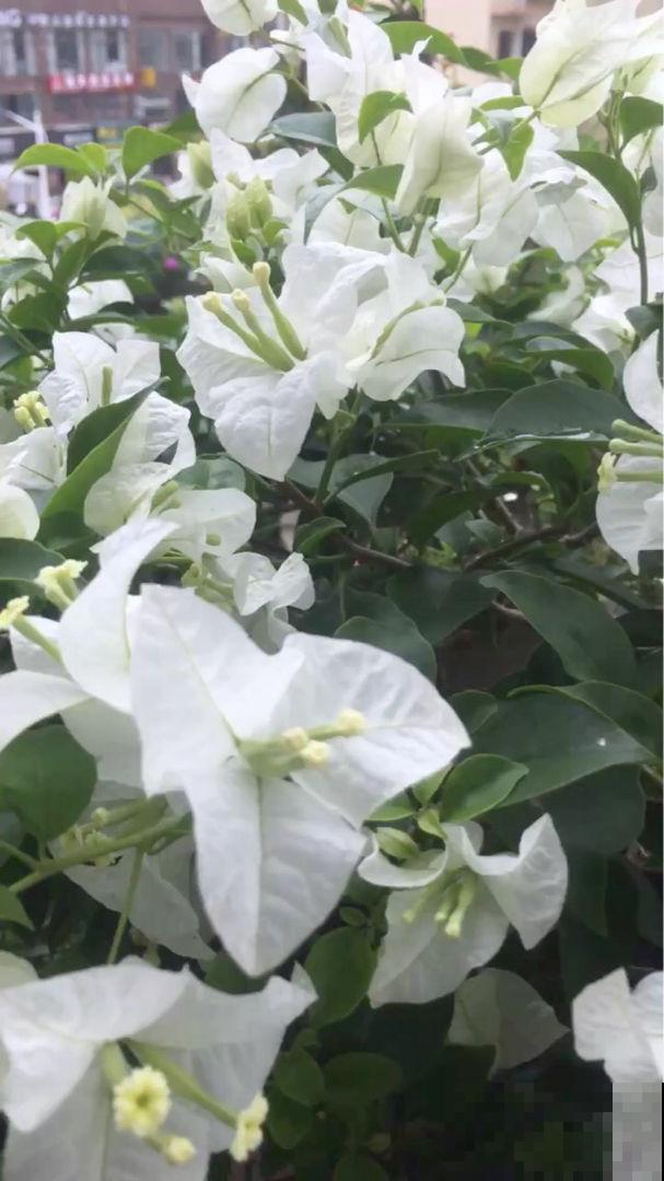 秋天凉风飕飕起，花卉入室要注意，两项工作要做好