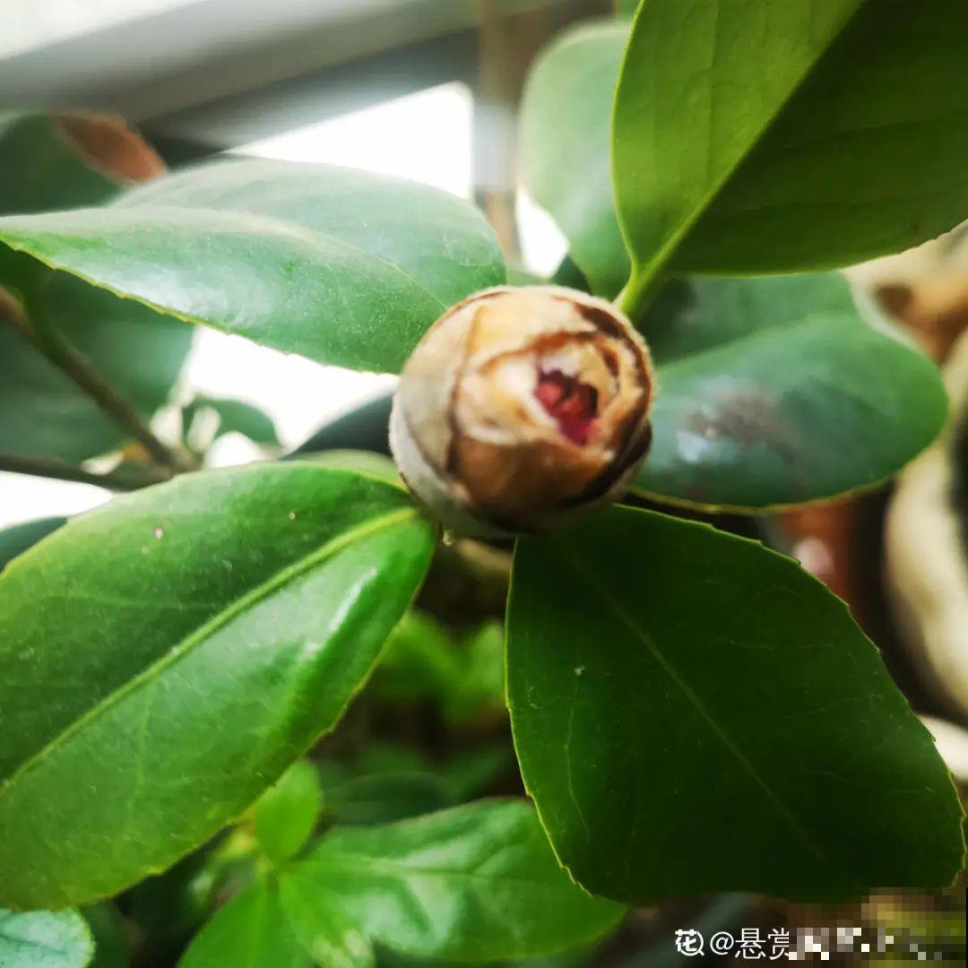 冒出来的花苞全剪了,气的人肝疼,1个月后竟然爆开花! 冒出来的花苞全剪了,气的人肝疼,1个月后竟然爆开花!