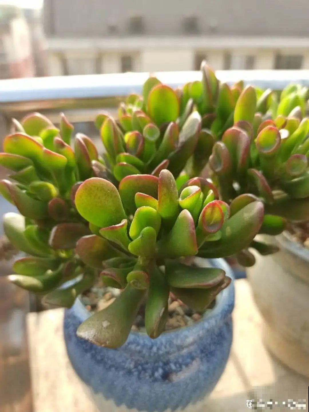 越晒越美的花，扔太阳底下晒着，红红的特好看！