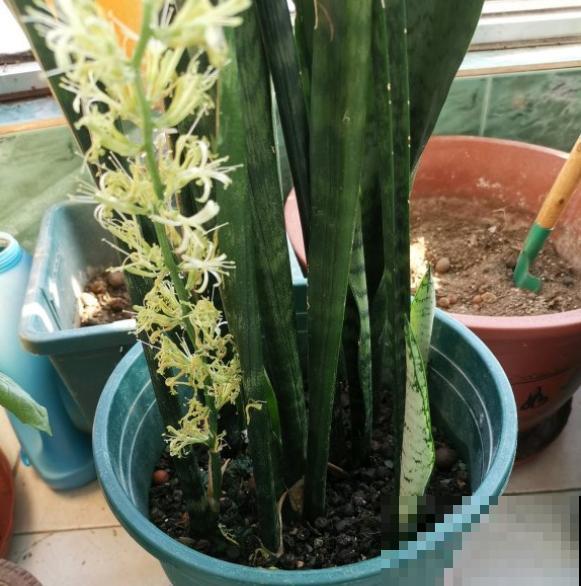 养这几种花,摘下一片叶就能扦插,变成一整盆! 养这几种花,摘下一片叶就能扦插,变成一整盆!