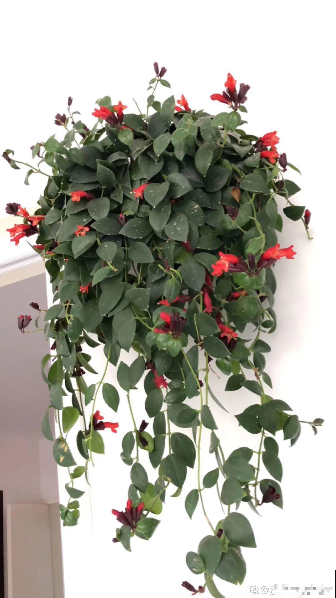 家里养棵球兰，开花漂亮，香味浓郁