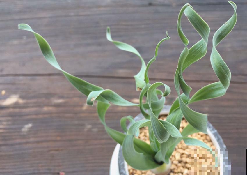 植物命名的5种方式,新奇有趣! 植物命名的5种方式,新奇有趣!