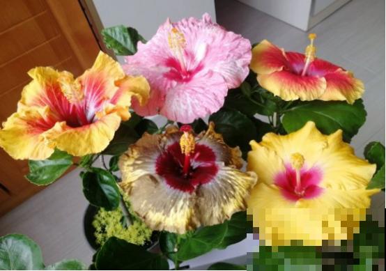 花期长的3种花,妥妥的“开花机器”,赶紧养! 花期长的3种花,妥妥的“开花机器”,赶紧养!