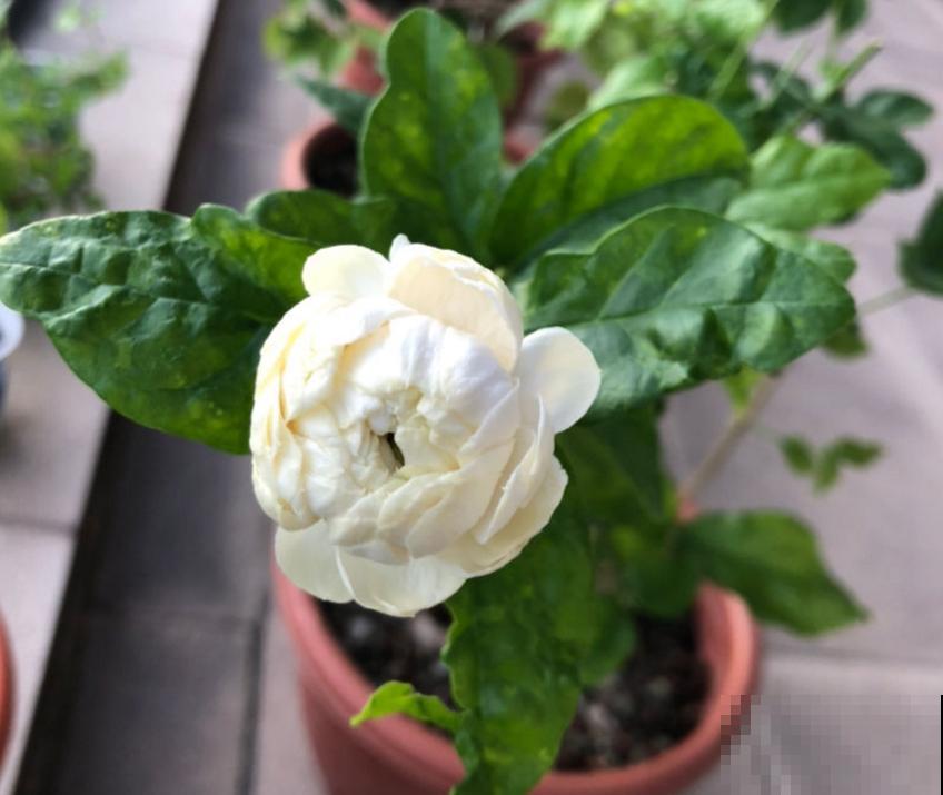 虎头茉莉太霸气,花多大,味道香,茉莉圈里称霸王! 虎头茉莉太霸气,花多大,味道香,茉莉圈里称霸王!