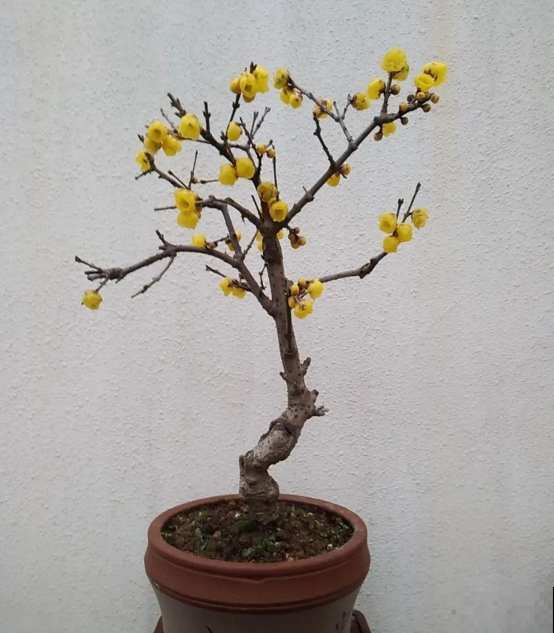 20种花特耐寒，放外面冻一冻，开花更多