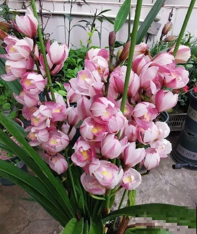 10月养花掐一掐,掐完就来花,盆都塞不下! 10月养花掐一掐,掐完就来花,盆都塞不下!