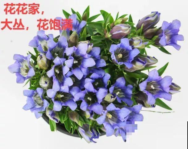 天冷才开的龙胆花，爆了上百朵，零度之下照样美！