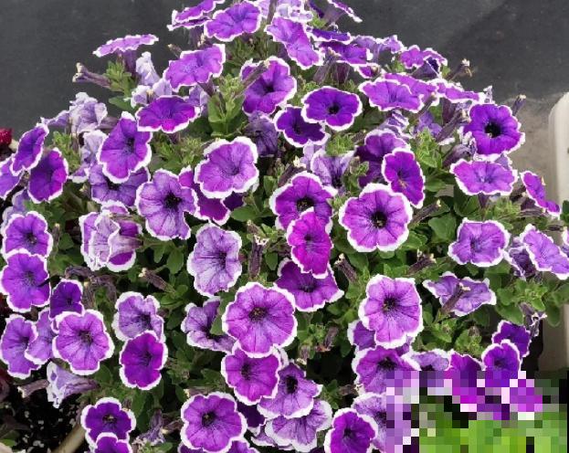 家里养盆矮牵牛，狠心掐一掐，开花更易爆盆