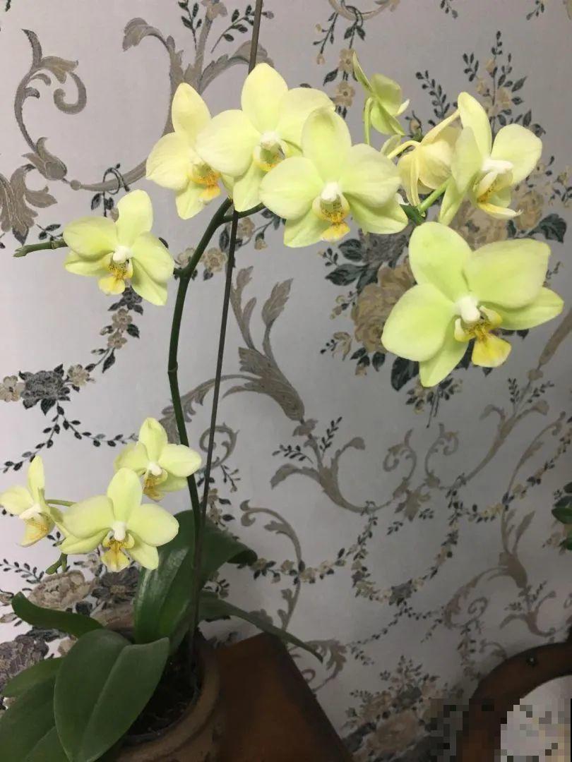 10月养花掐一掐,掐完就来花,盆都塞不下! 10月养花掐一掐,掐完就来花,盆都塞不下!