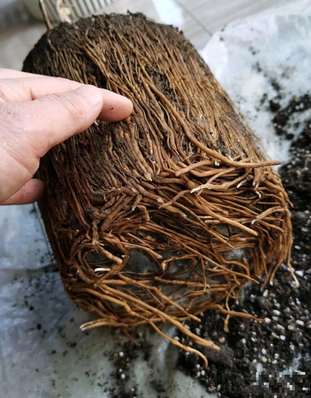 7种花冬天要休眠，看着好像枯死了，千万别丢掉