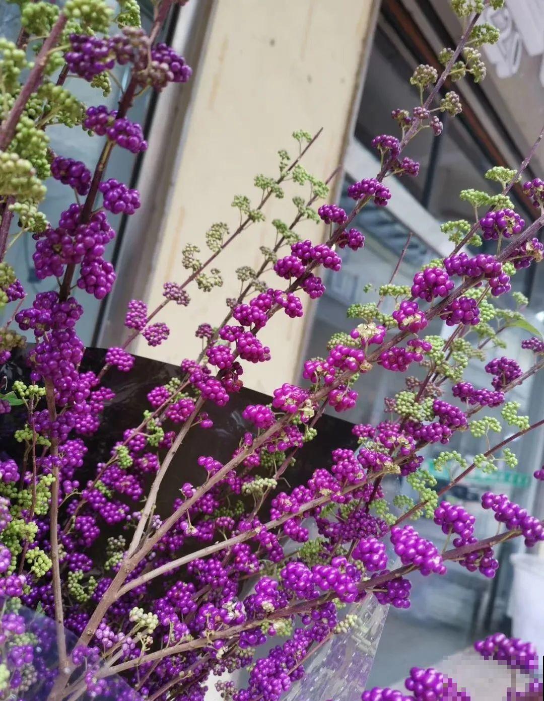 白菜在家养了8年,养成了老桩,长得可旺盛! 白菜在家养了8年,养成了老桩,长得可旺盛!