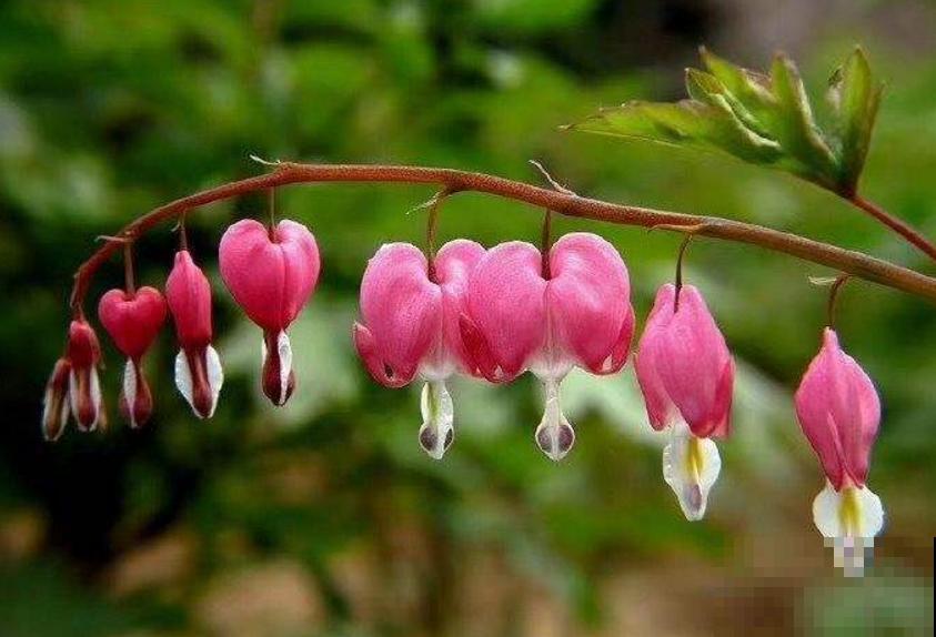 超别致的花卉,枝条上挂满荷包,故事凄美! 超别致的花卉,枝条上挂满荷包,故事凄美!