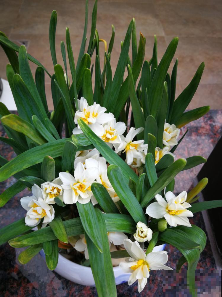 冬天啥花都可以不养，唯独这一种，不养亏大了！