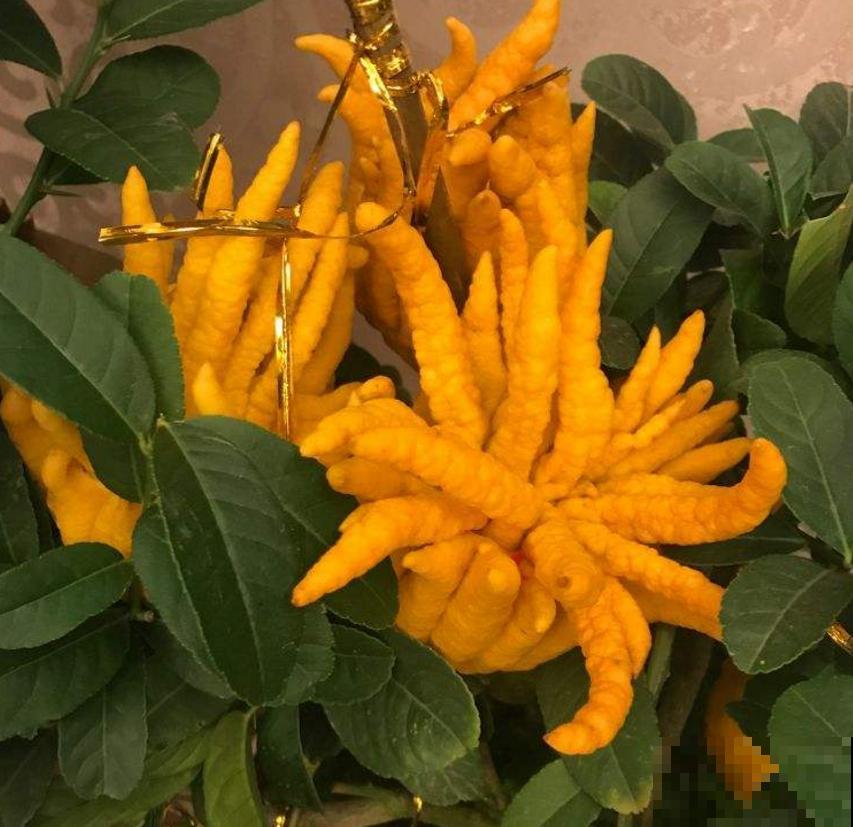 全能的佛手，一瓜多吃，观赏食用两不误！