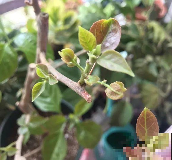 养三角梅，这几点做不对，光长叶子不开花！