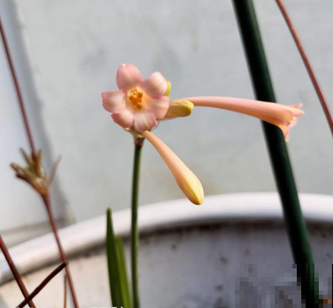 垂筒花适合在家养，香气甜美，闻了就有好心情！