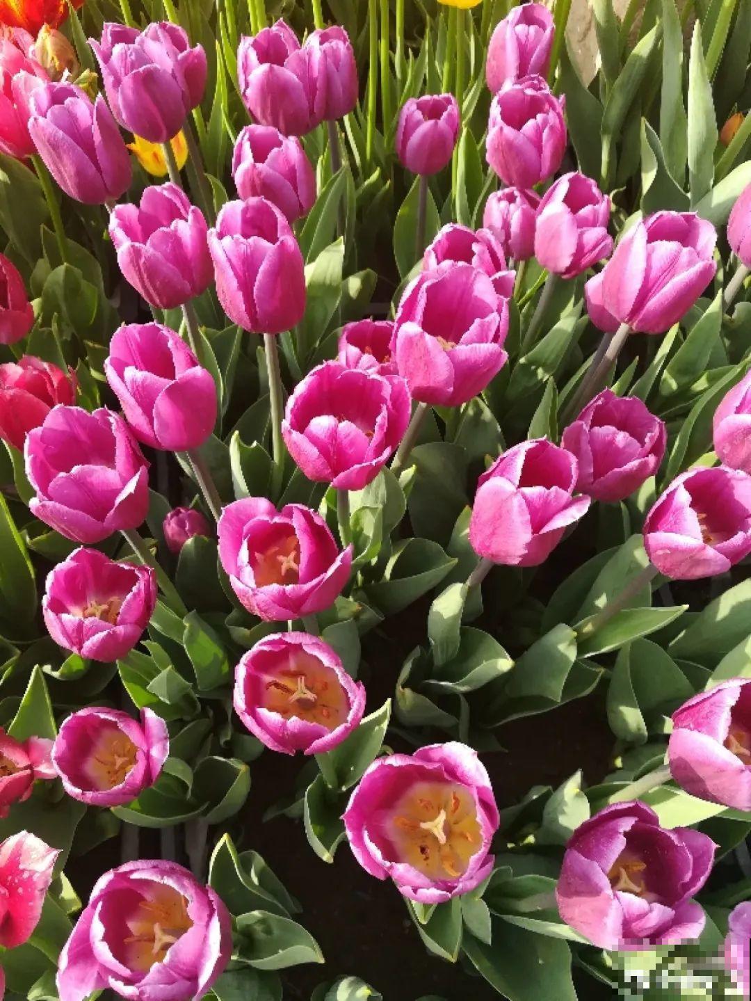 南方花友请注意，这几种花先别买，买回家就挂！