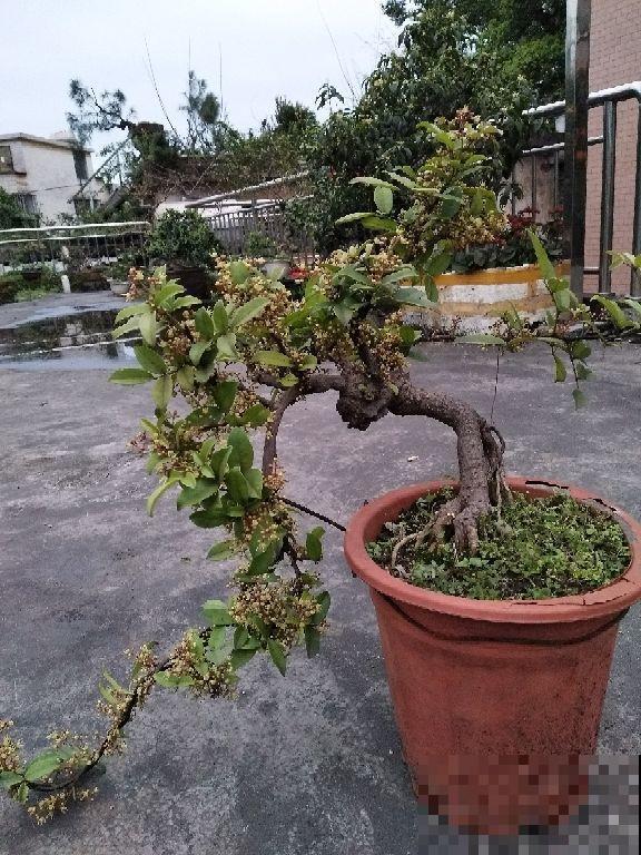 中草药两面针,药用价值极高,常常被看成野草! 中草药两面针,药用价值极高,常常被看成野草!