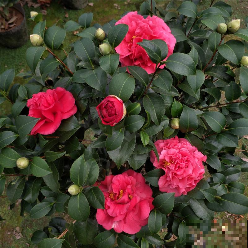 院子种花草要规划好，记住这5点，才能越养越开心