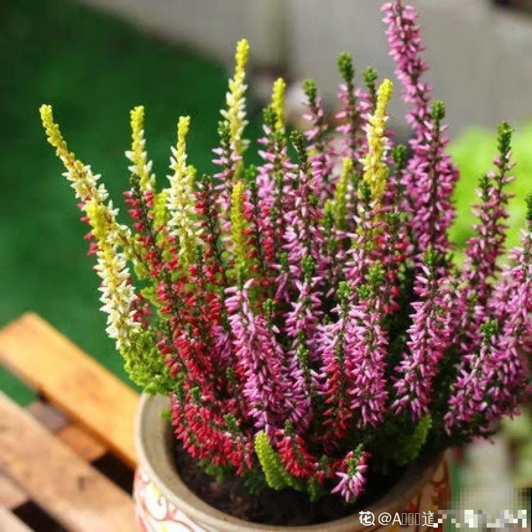 8种贵花，一盆好几百，有钱了一定要买一盆！