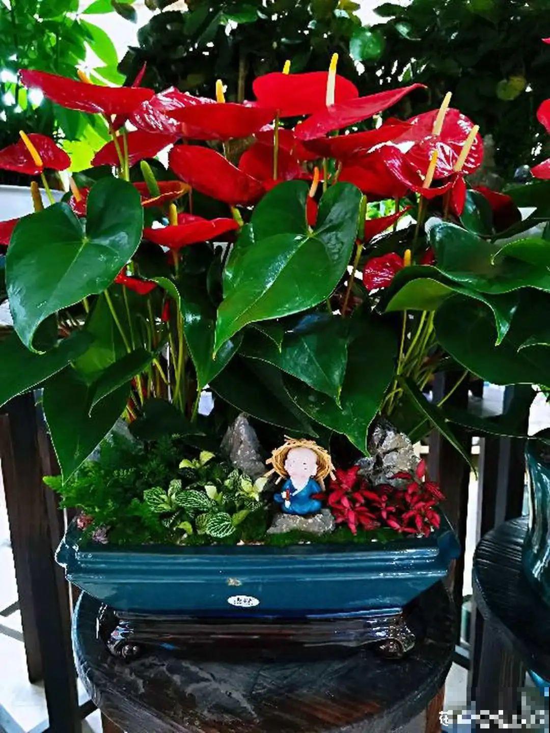 8种花，养嫩不养老，老了要多修剪！