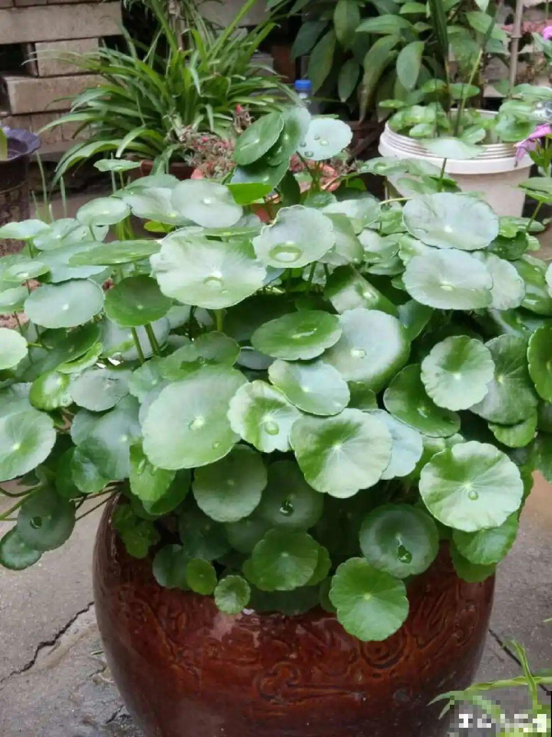 这种花特抗冻,不怕严寒,养死算我输! 这种花特抗冻,不怕严寒,养死算我输!