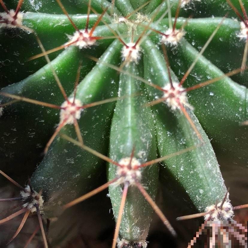 4种自制养花杀虫水，杀虫效果好，简单易学