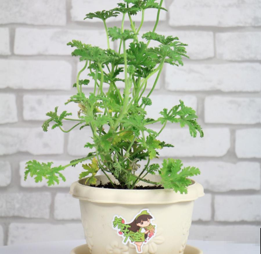 你家卫生间缺点啥？当然是吸臭花，祛味、杀菌超棒！