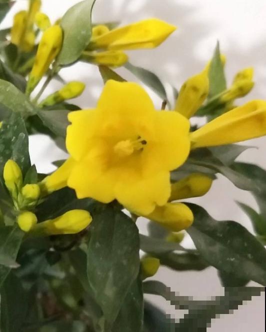 这种花叫金钩吻，花开黄灿灿，味道碾压大牌香水！