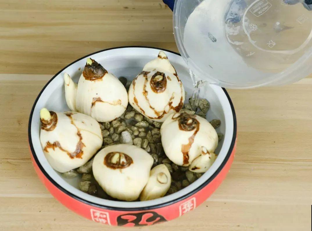 冬天啥花都可以不养，唯独这一种，不养亏大了！