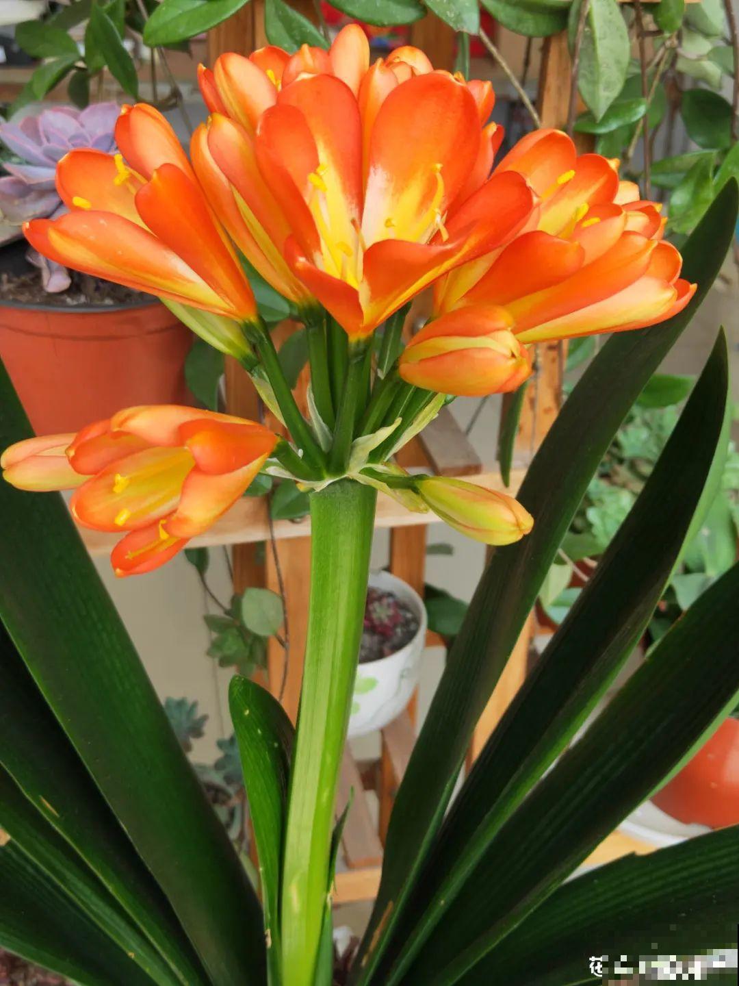 南方花友请注意，这几种花先别买，买回家就挂！