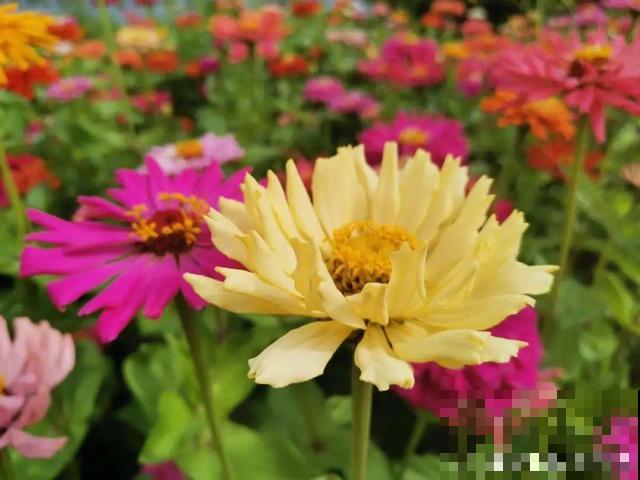 秋分后，绿化带捡种子，回家撒土里就活！