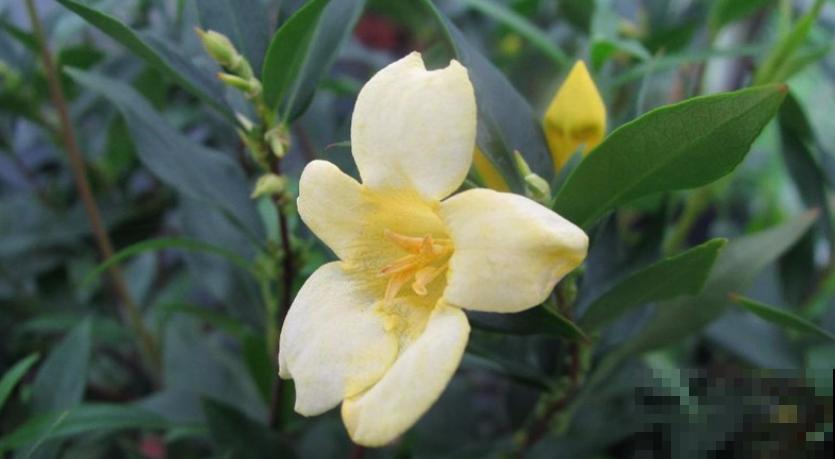 这种花叫金钩吻，花开黄灿灿，味道碾压大牌香水！