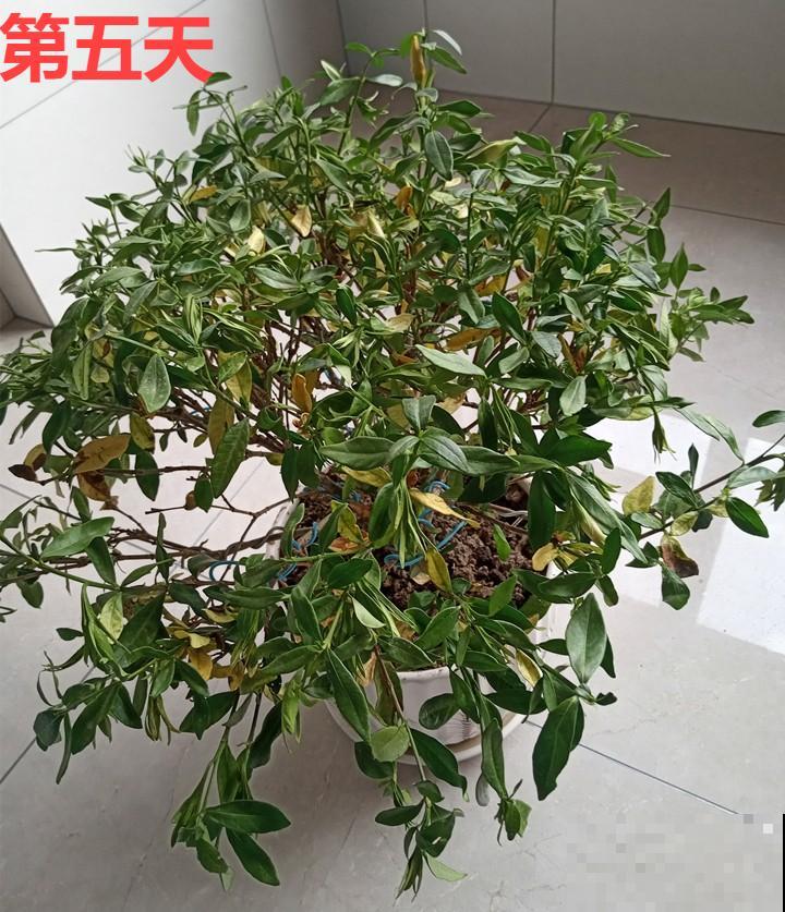 11月,千万别买这种花,养不活惹一肚子气! 11月,千万别买这种花,养不活惹一肚子气!