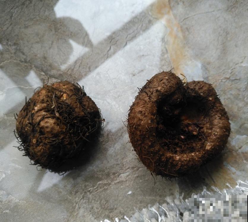 喜欢大花朵，就养球根海棠，海棠里面称“霸王”！