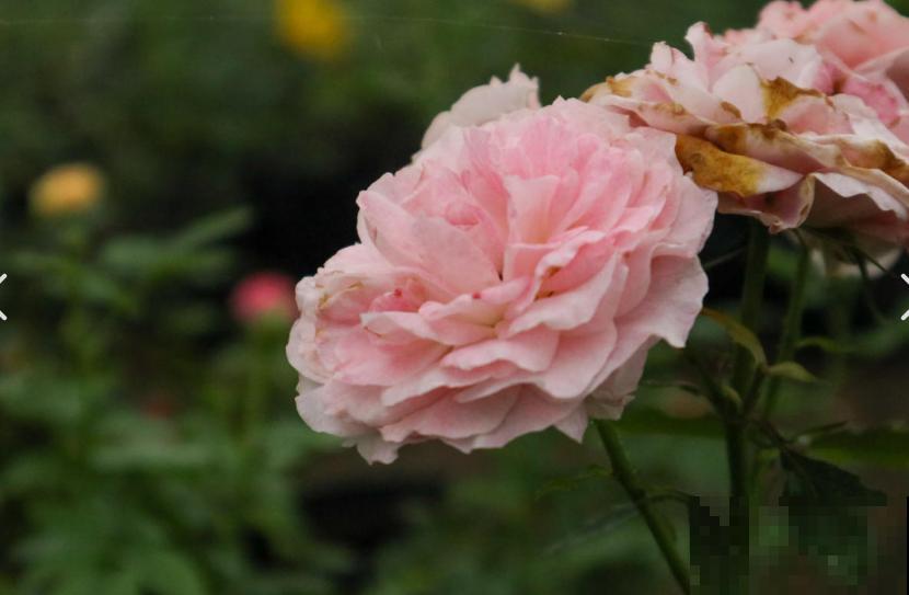 月季爆笋芽了，花友喜滋滋，先别乐，这个时期要慎重！