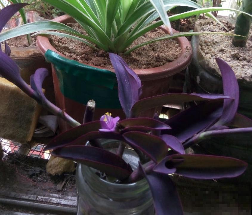 紫竹梅紫得高贵，忽略一件事，叶子变成“丑陋绿”，太难看！