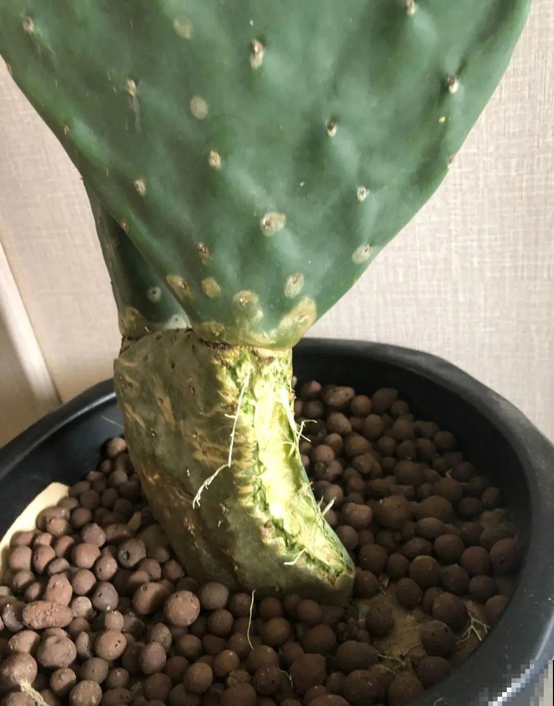 叶子被狗啃光了,还能不能活?糟心! 叶子被狗啃光了,还能不能活?糟心!