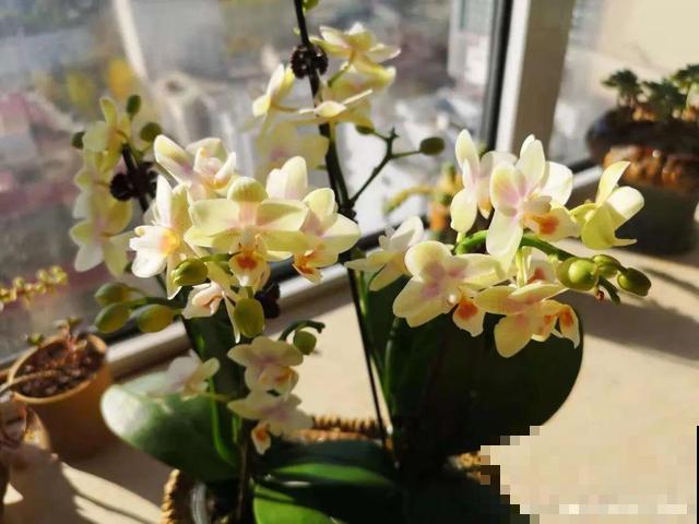 冬天就养耐阴花，没光也能开爆盆，扔角落自己疯长！