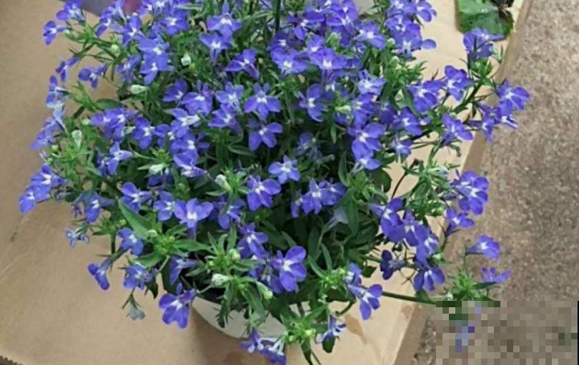 秋季种棵六倍利，很快就开花，花朵撑破盆！