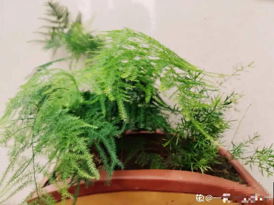 不同花卉耐寒程度不同,要根据品种来养护 不同花卉耐寒程度不同,要根据品种来养护
