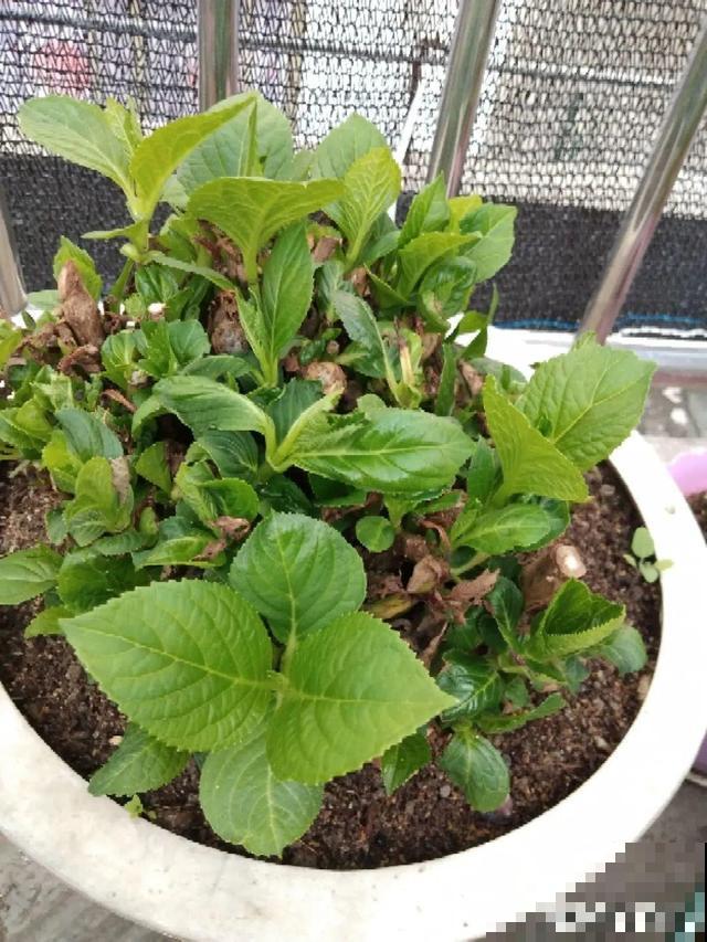 不长叶不长枝的花别买，都是骗人的，养不活浪费钱
