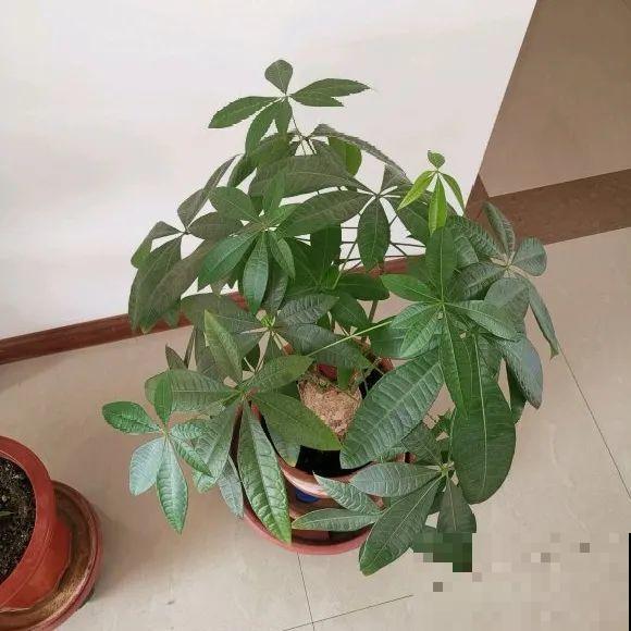 秋天降温快，家里养这9种花，要赶紧搬进屋了