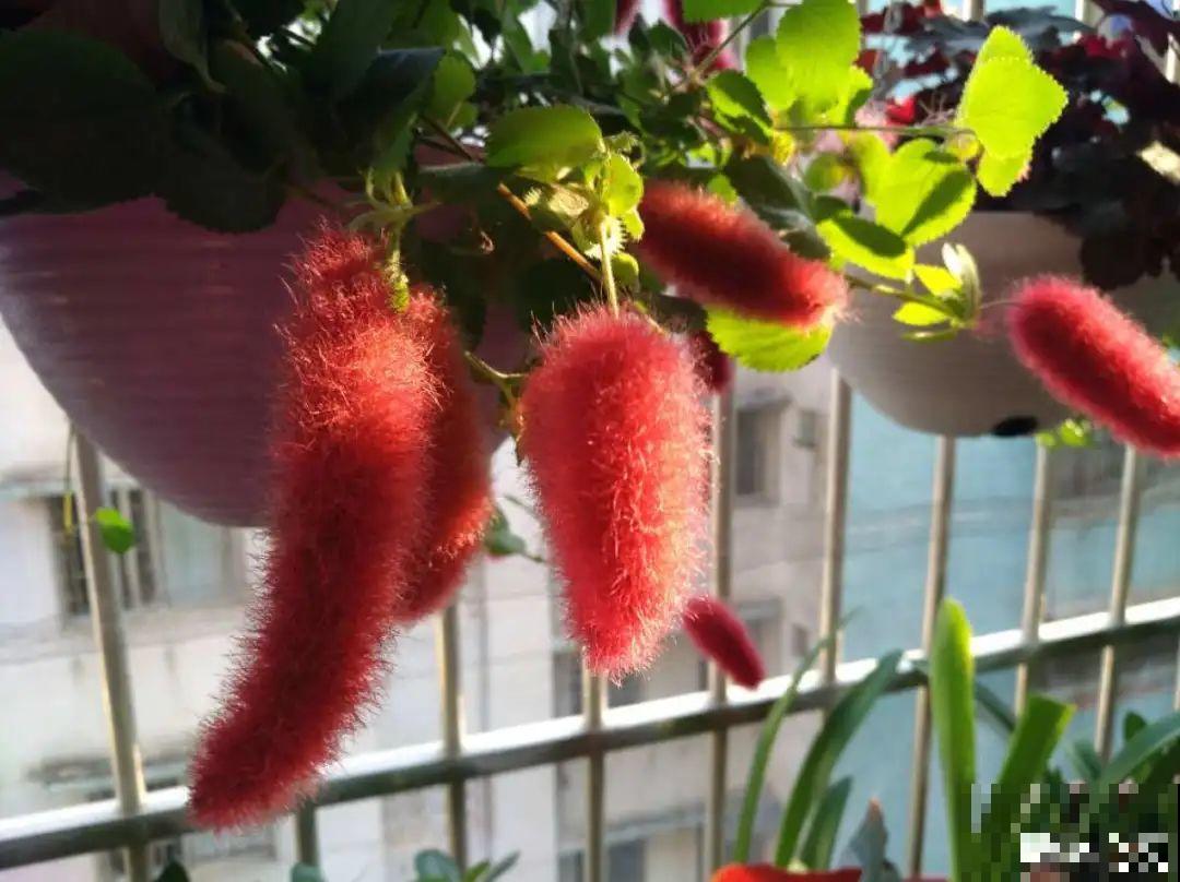 挂起来就能养的花,开花多不占地儿,家里能养100盆! 挂起来就能养的花,开花多不占地儿,家里能养100盆!