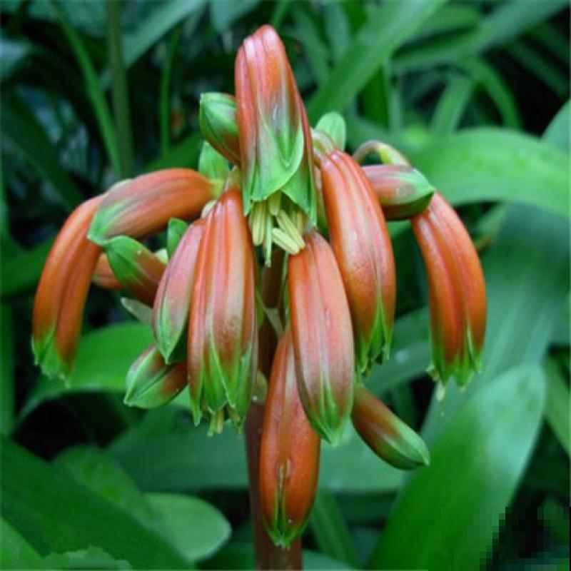 买君子兰水太深，掌握这些标准，一眼判断品质好坏！