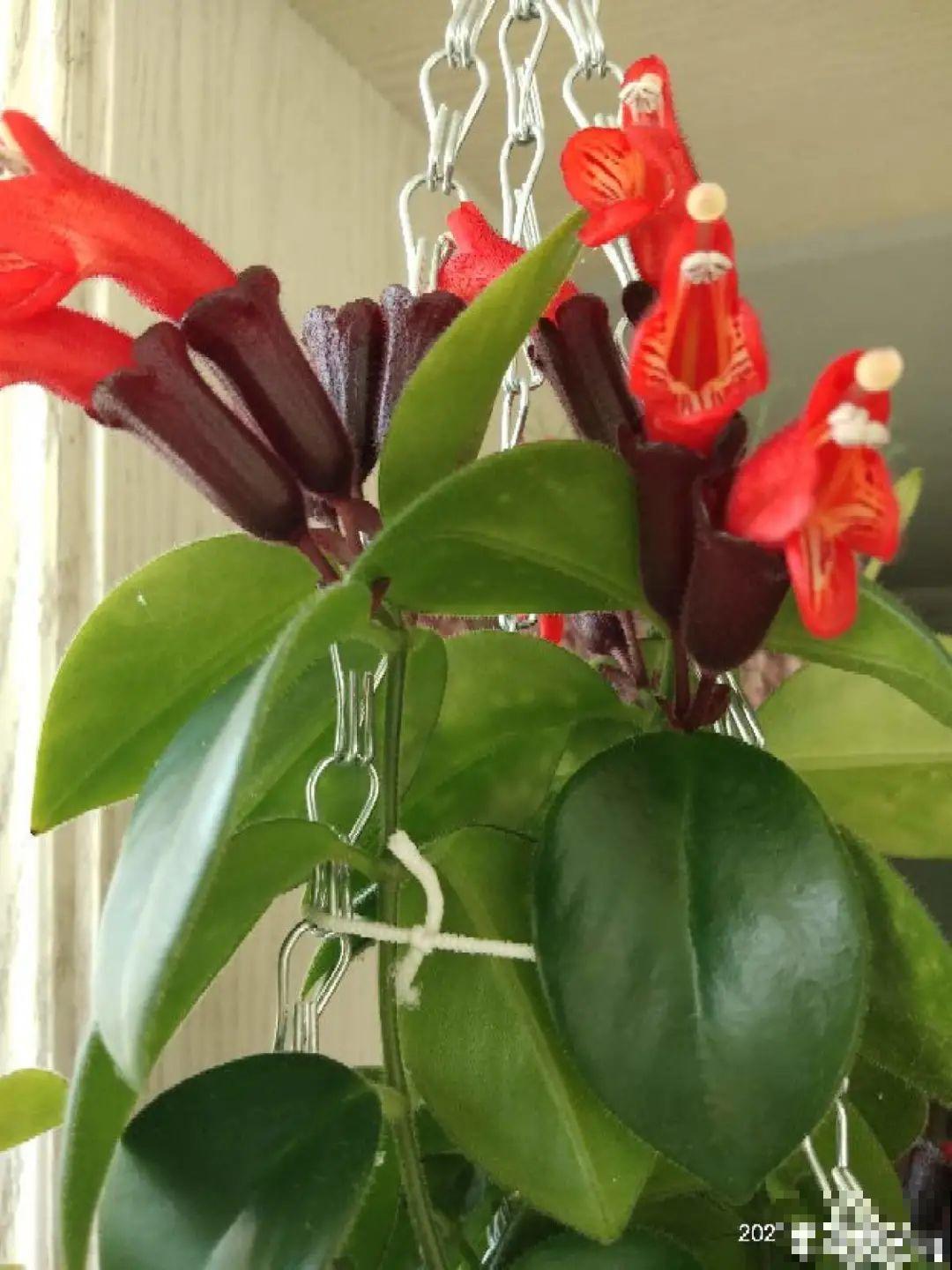 挂起来就能养的花,开花多不占地儿,家里能养100盆! 挂起来就能养的花,开花多不占地儿,家里能养100盆!