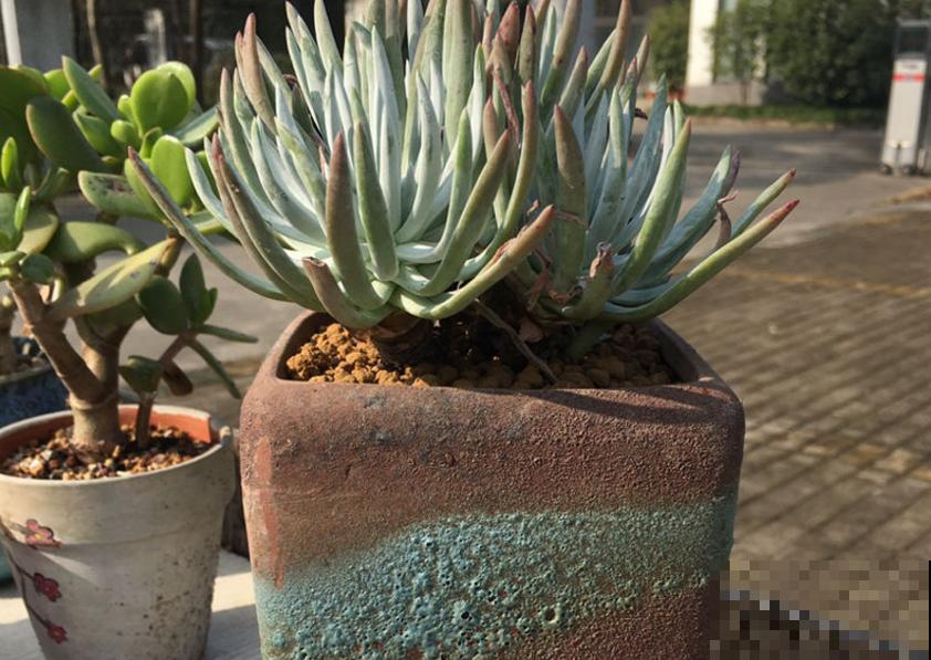 仙女杯养不好？生根太慢，催一催就好！