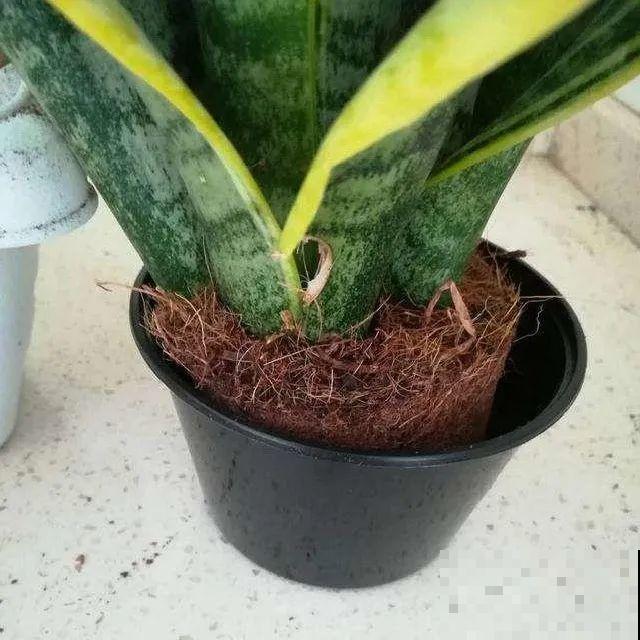 小盆养花好，大盆养花死，真准！