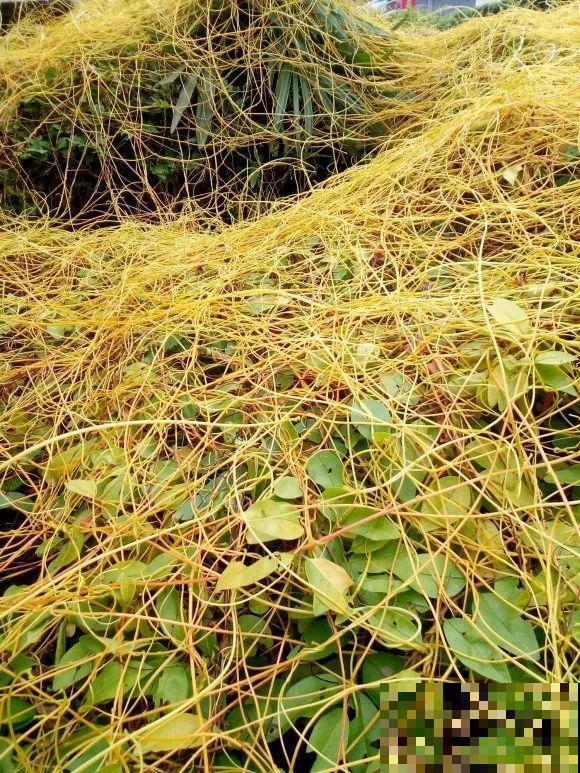 救命！入侵植物爬进院子，三年都杀不完！